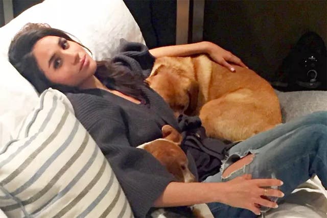 <p>Royal hound-ness: Meghan with some of her beloved dogs </p>
